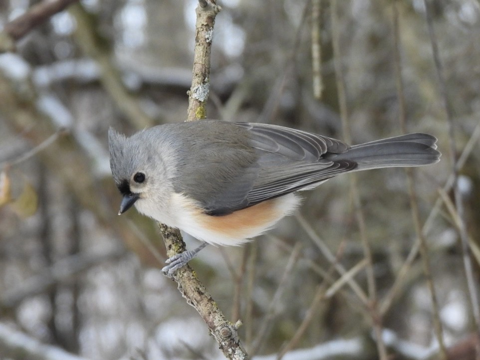 Tufted Titmouse - ML647375946