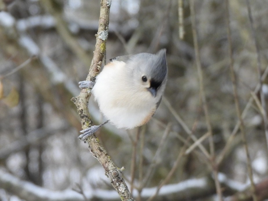 Tufted Titmouse - ML647375947