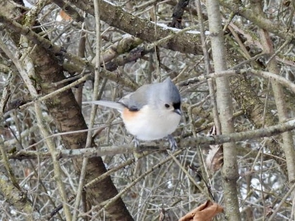 Tufted Titmouse - ML647375948