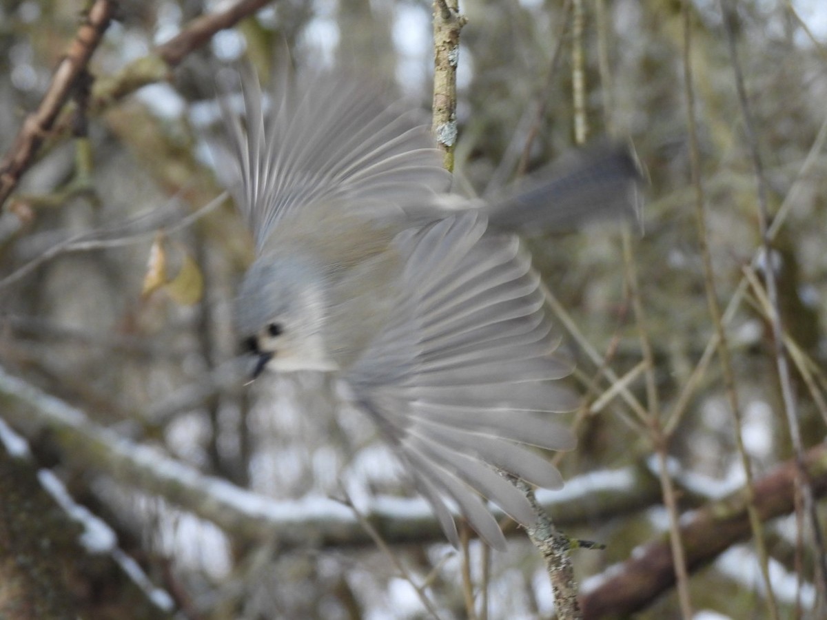 Tufted Titmouse - ML647375949