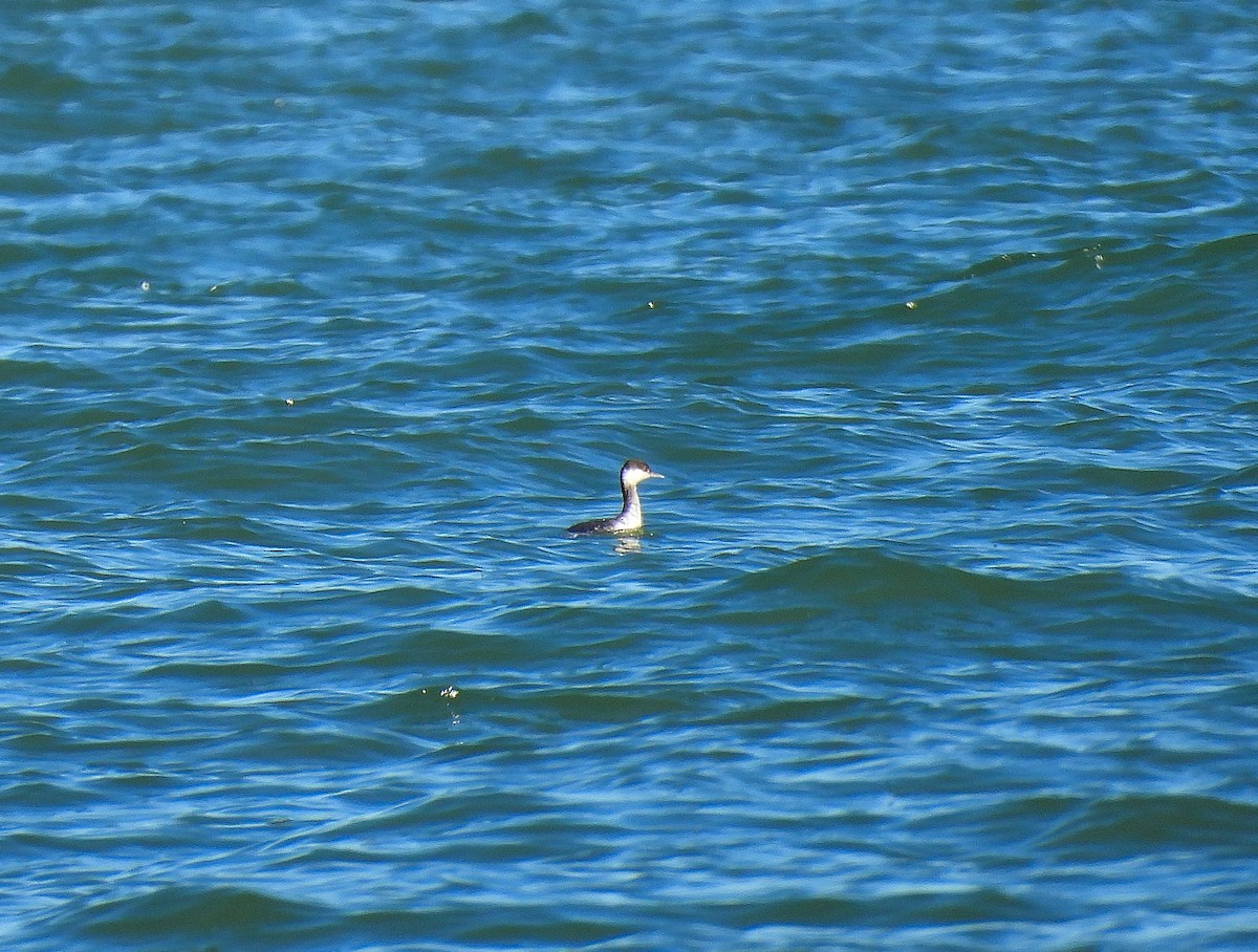 Txilinporta urrebelarria - ML647375951