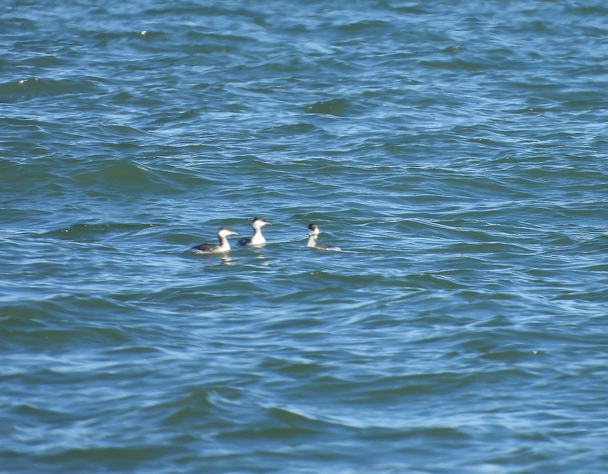 Txilinporta urrebelarria - ML647375952