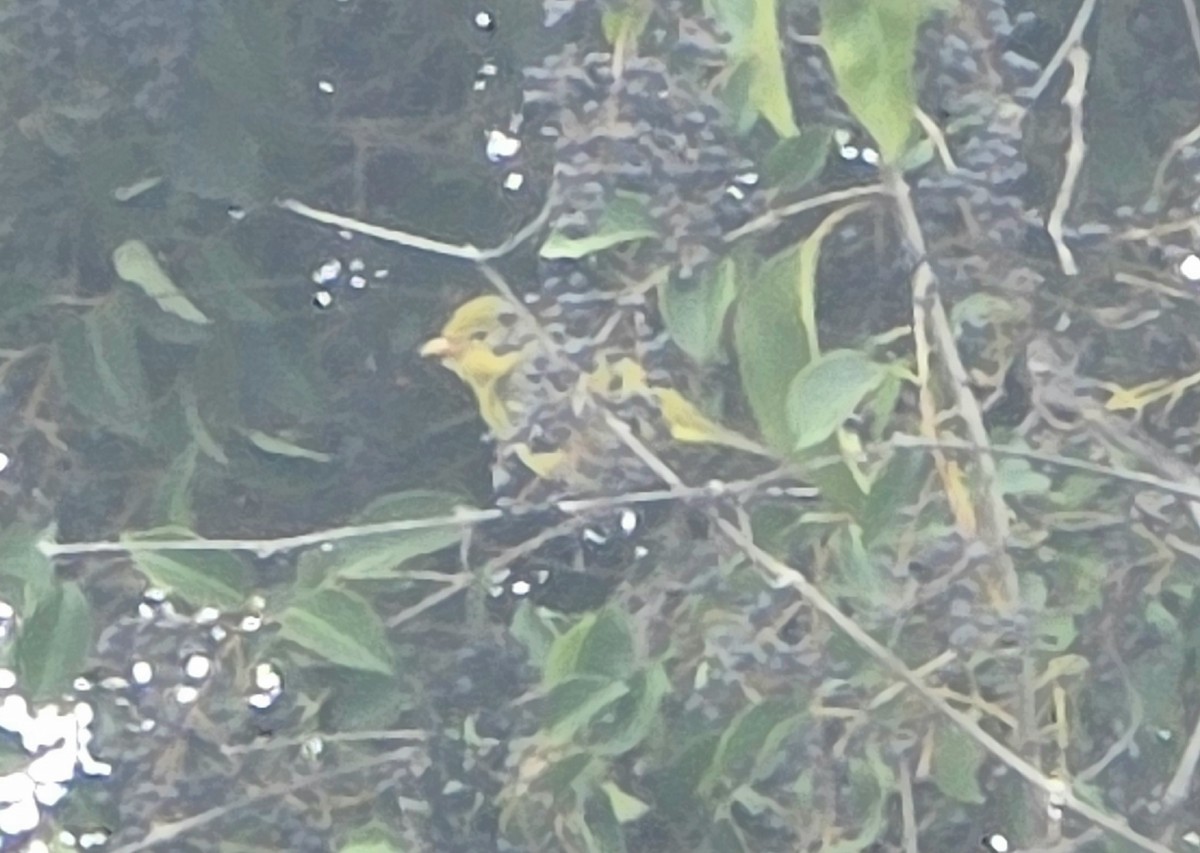 Піранга жовтогуза - ML647375953