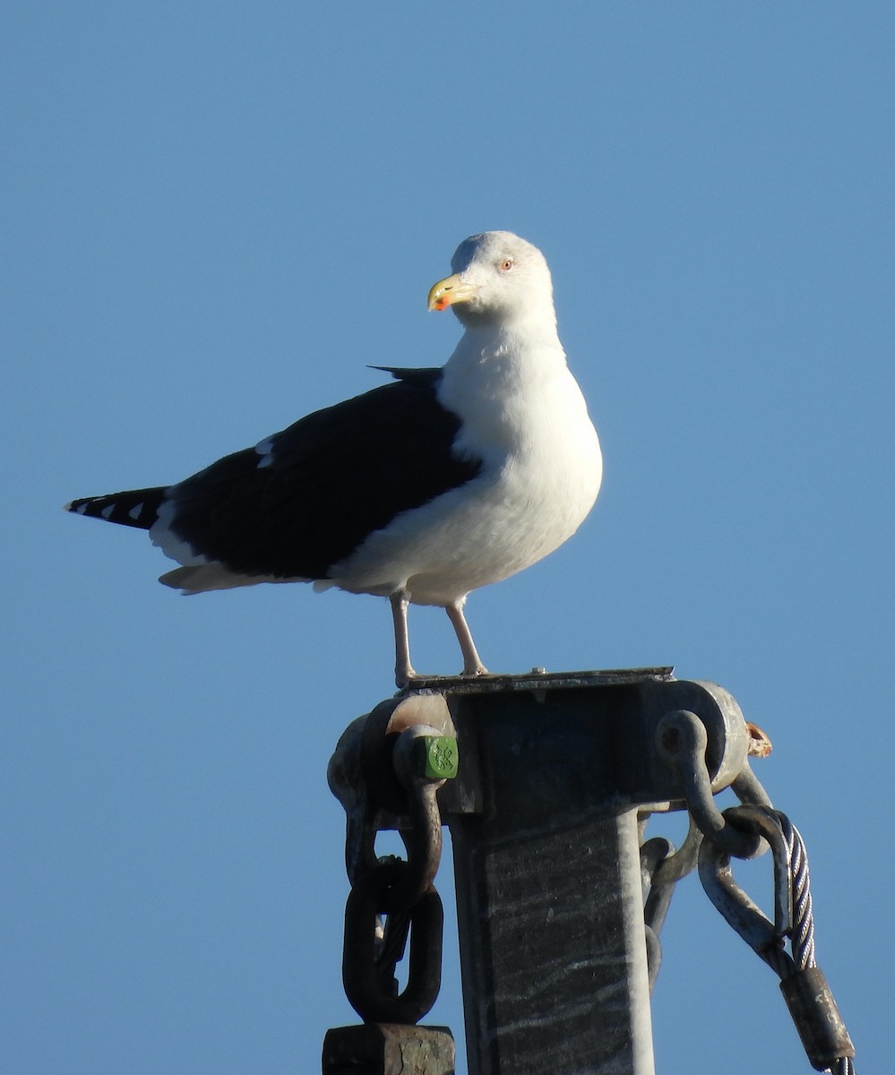 racek mořský - ML647375966