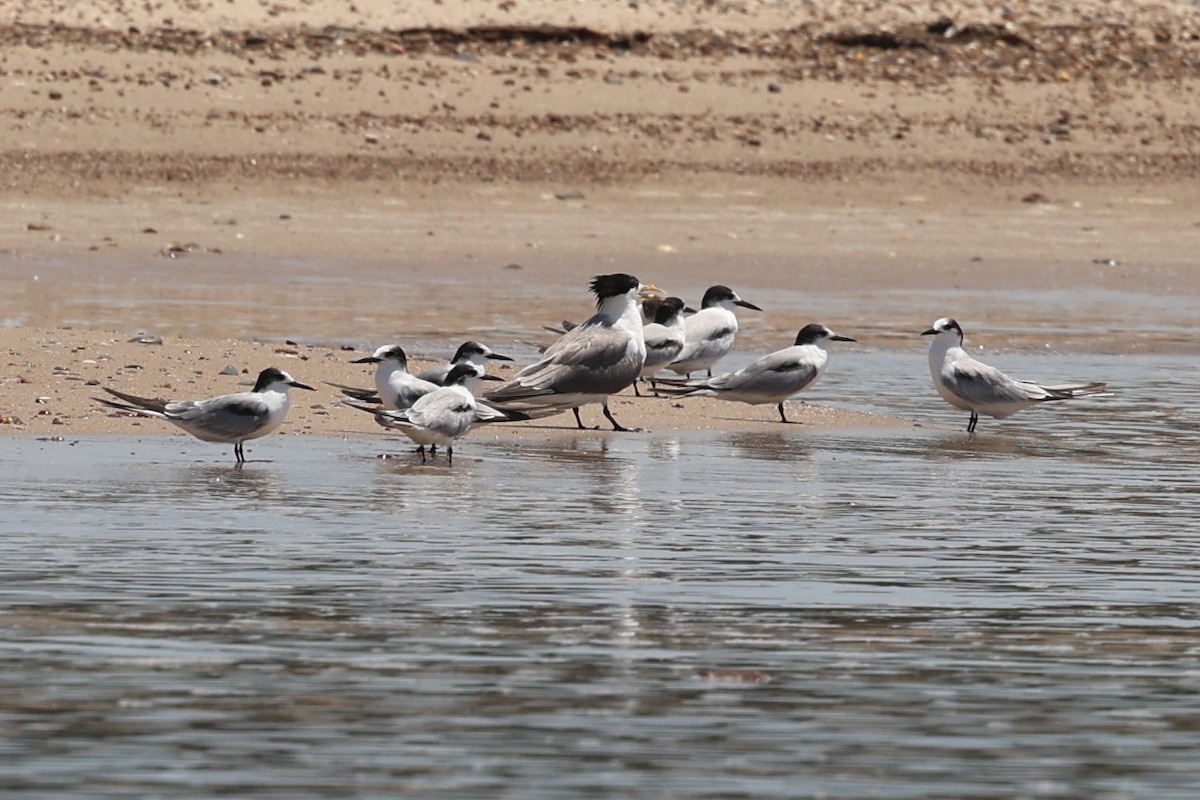 Common Tern - ML647375969