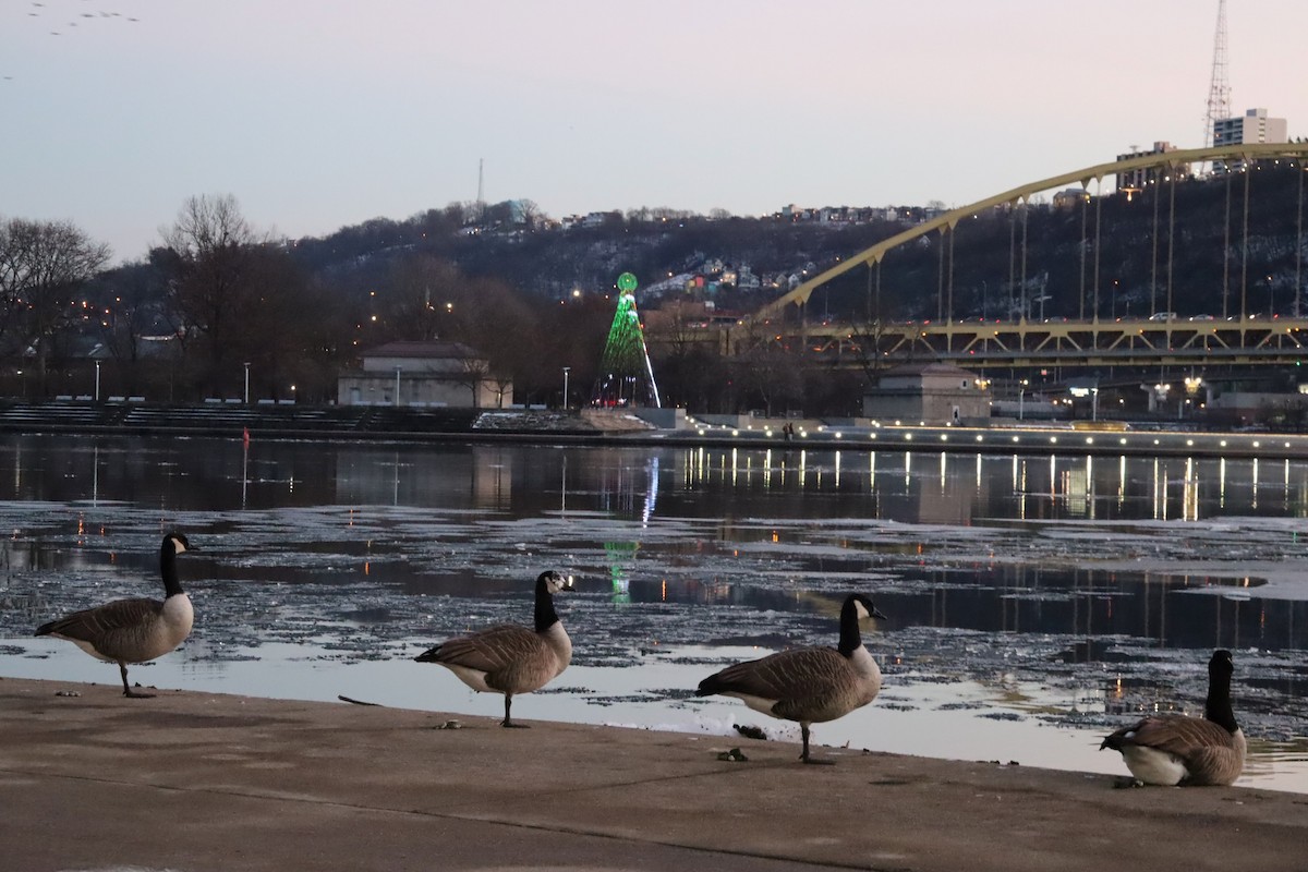 Canada Goose - ML647375970