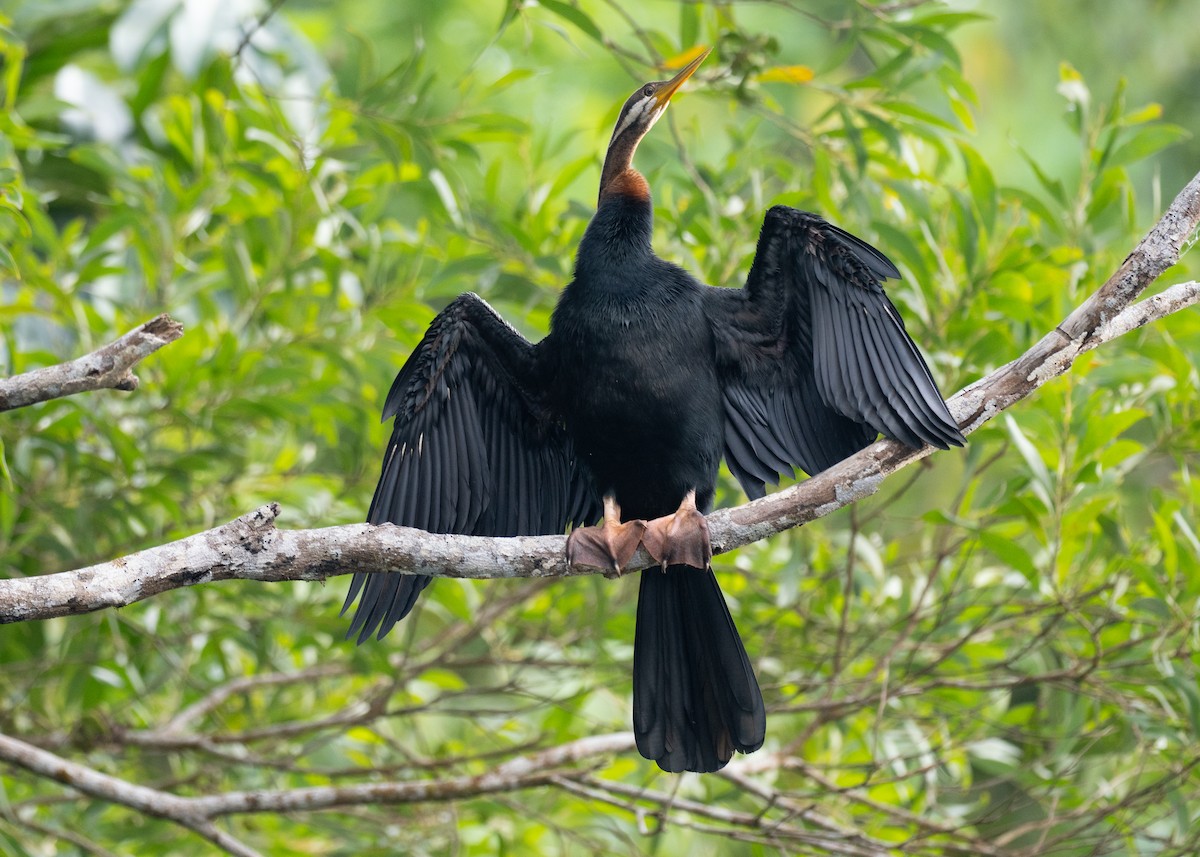 australslangehals - ML647375979