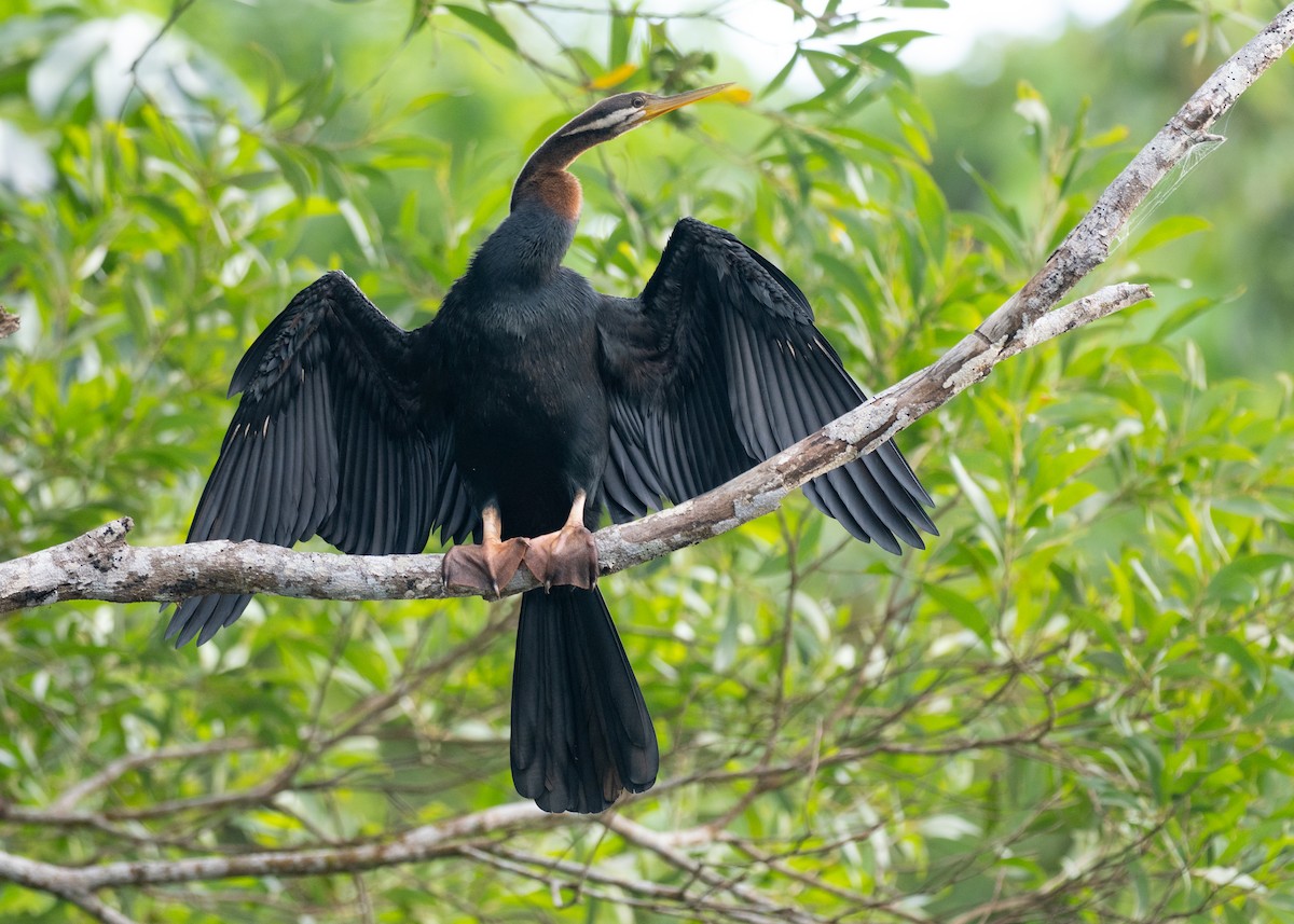 australslangehals - ML647375981