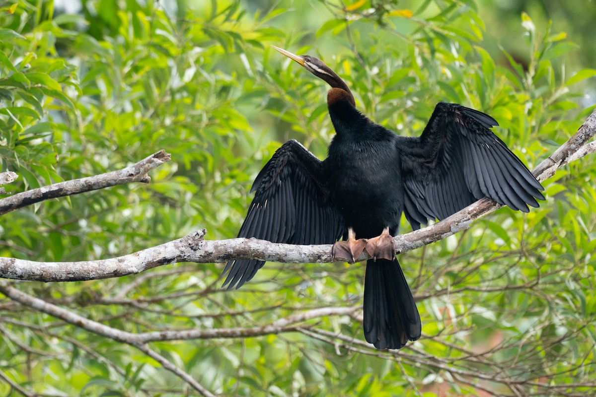 australslangehals - ML647375982