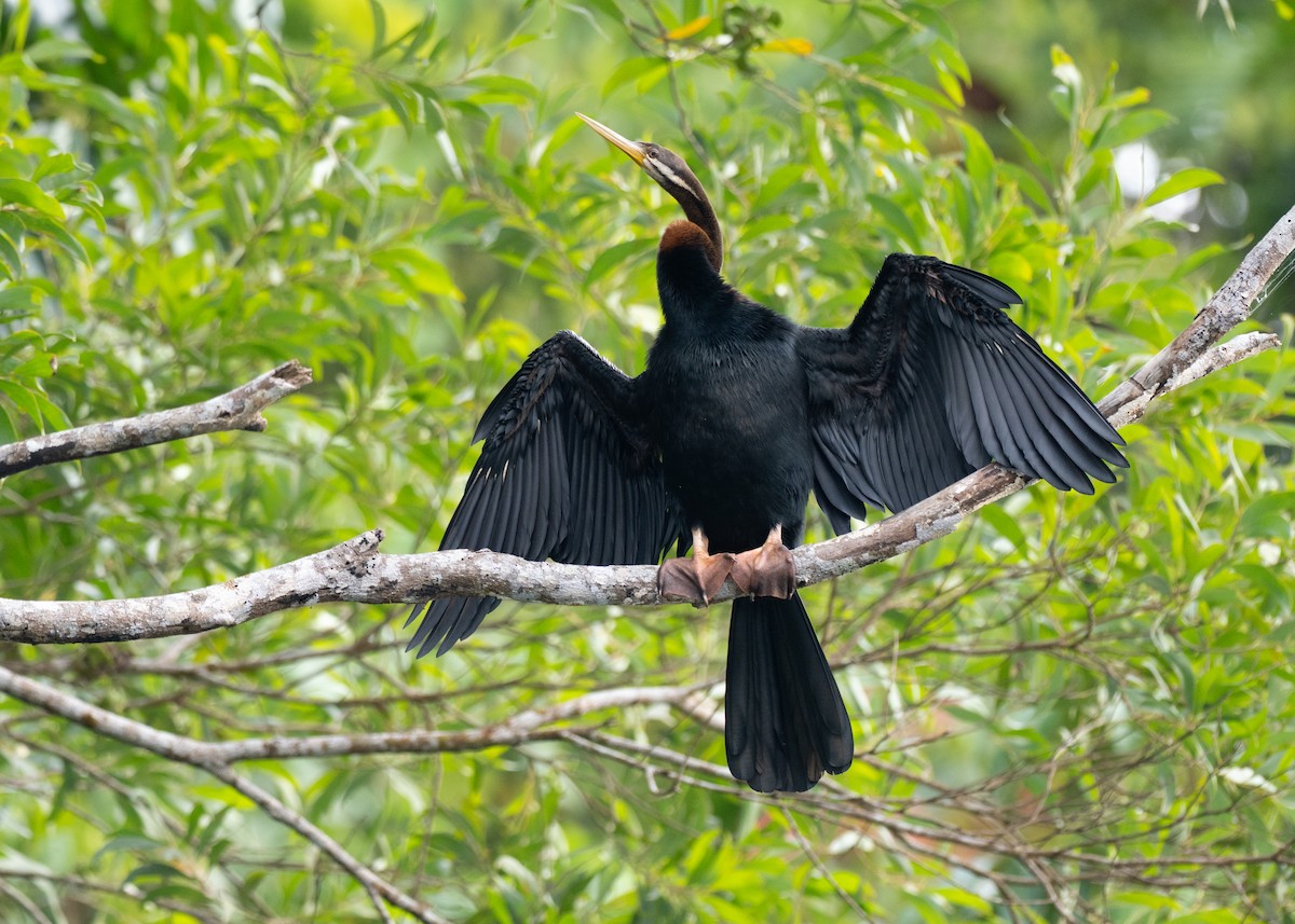 australslangehals - ML647375984