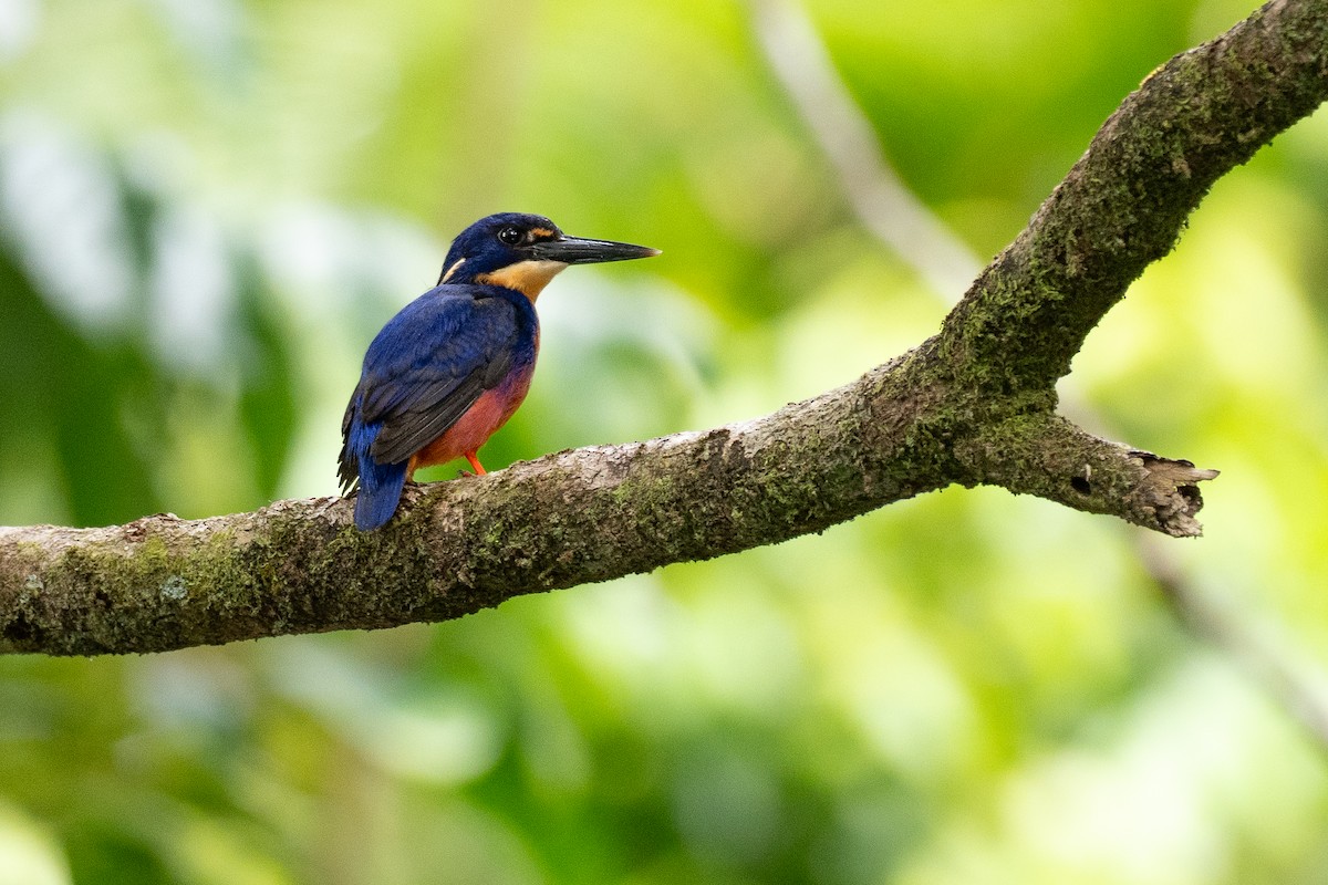 asurisfugl - ML647375995