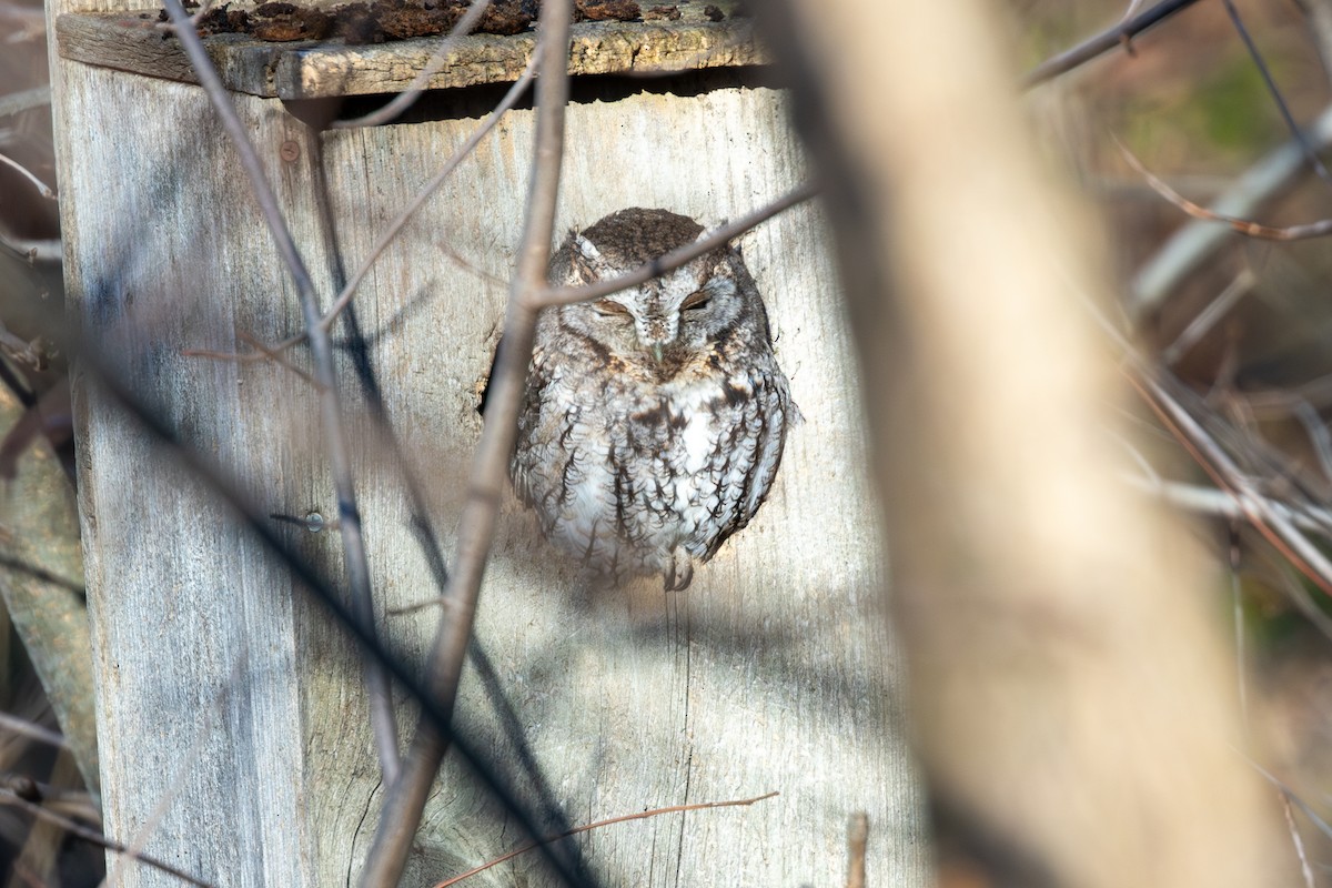 Eastern Screech-Owl - ML647375996