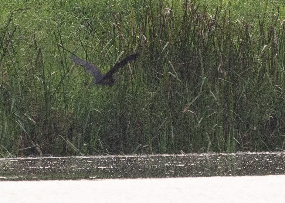 gulhalsrørdrum - ML647376007