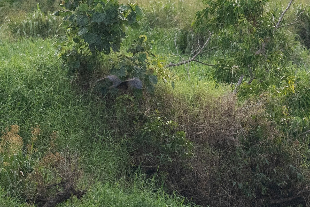 gulhalsrørdrum - ML647376008