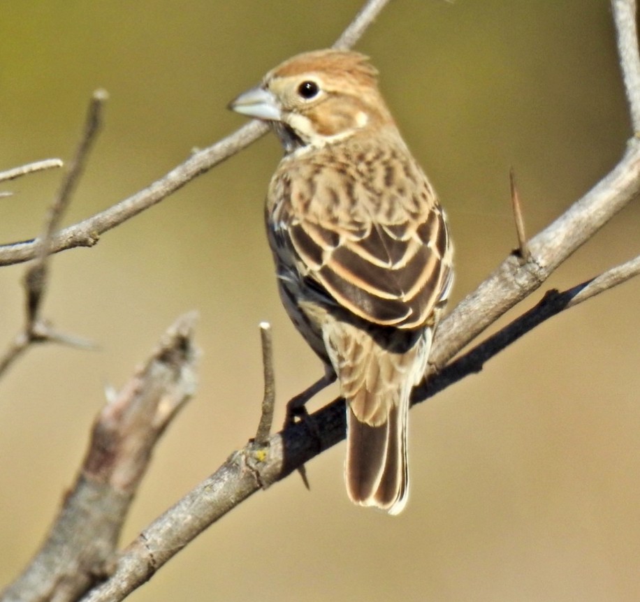 カタジロクロシトド - ML647376012