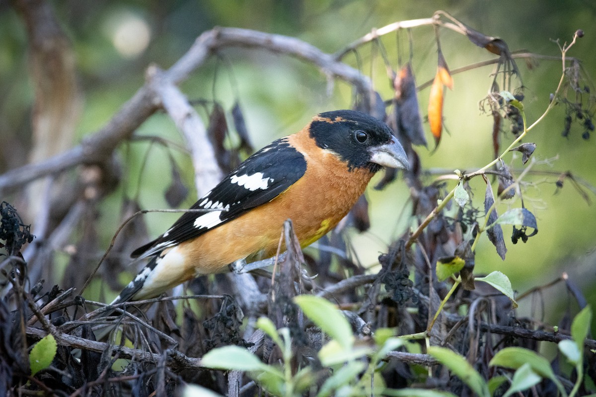 Picogrueso Cabecinegro - ML647376014