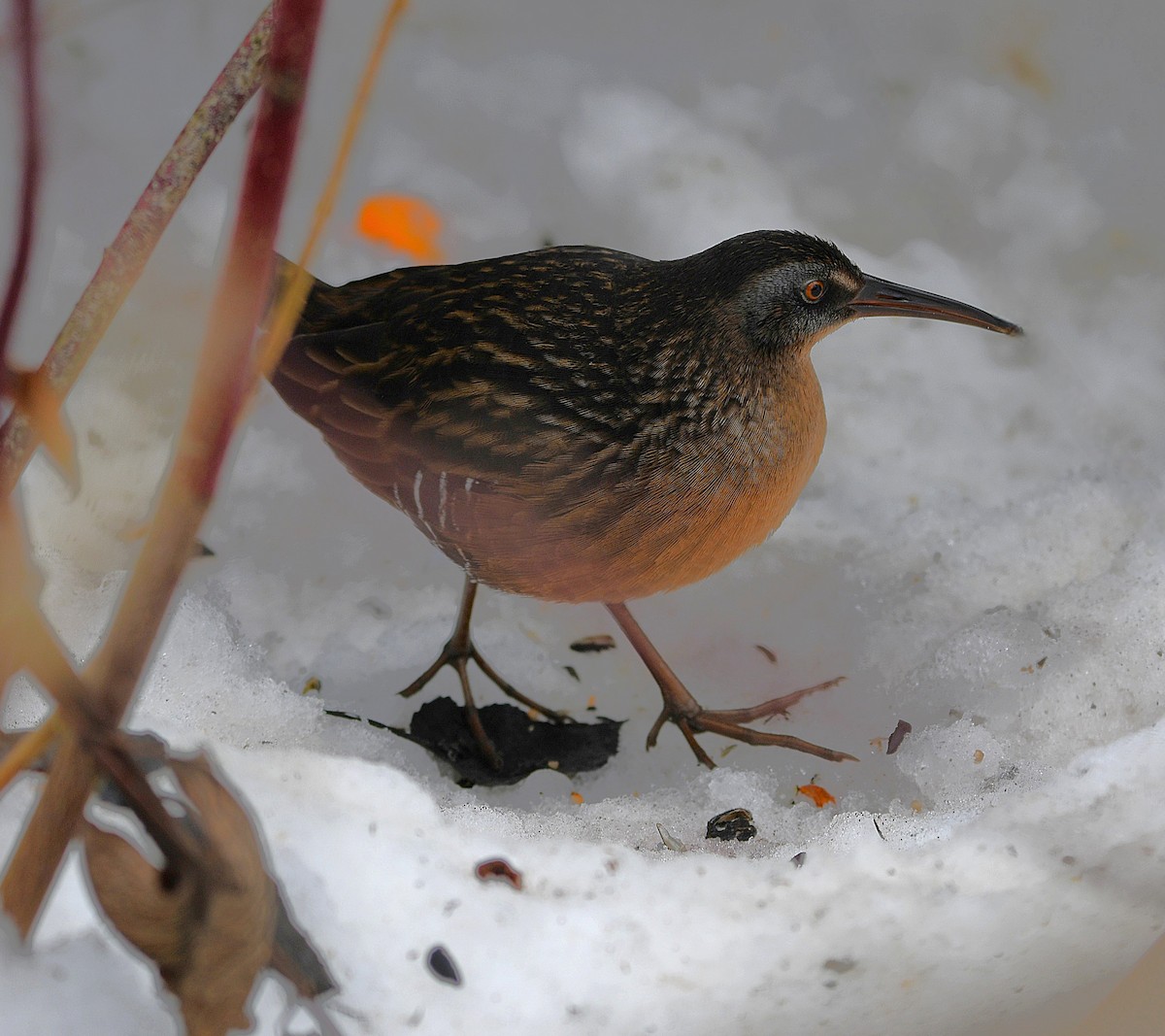 Virginia Rail - ML647376017