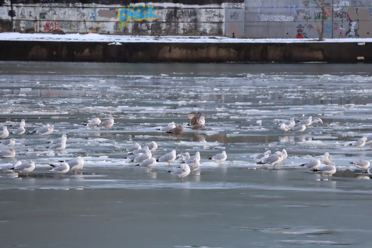 Мартиновий sp. - ML647376021