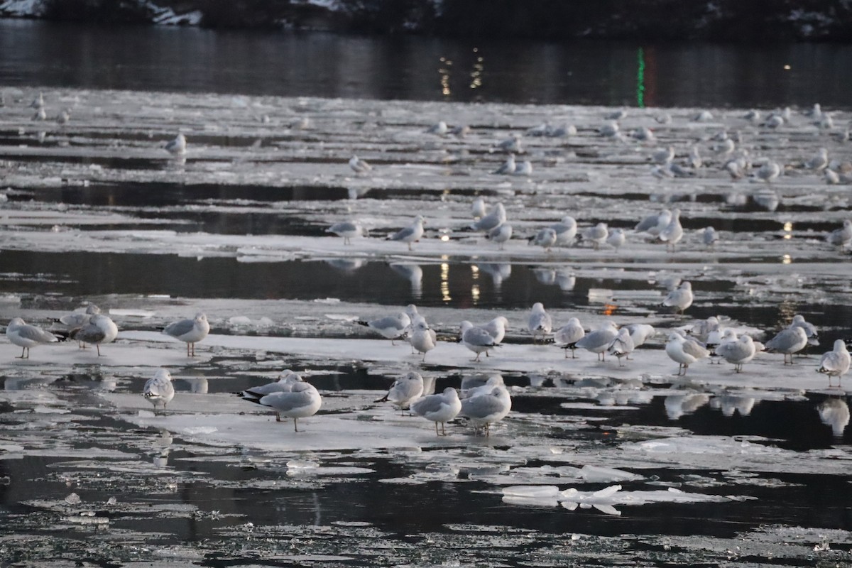 Мартиновий sp. - ML647376028