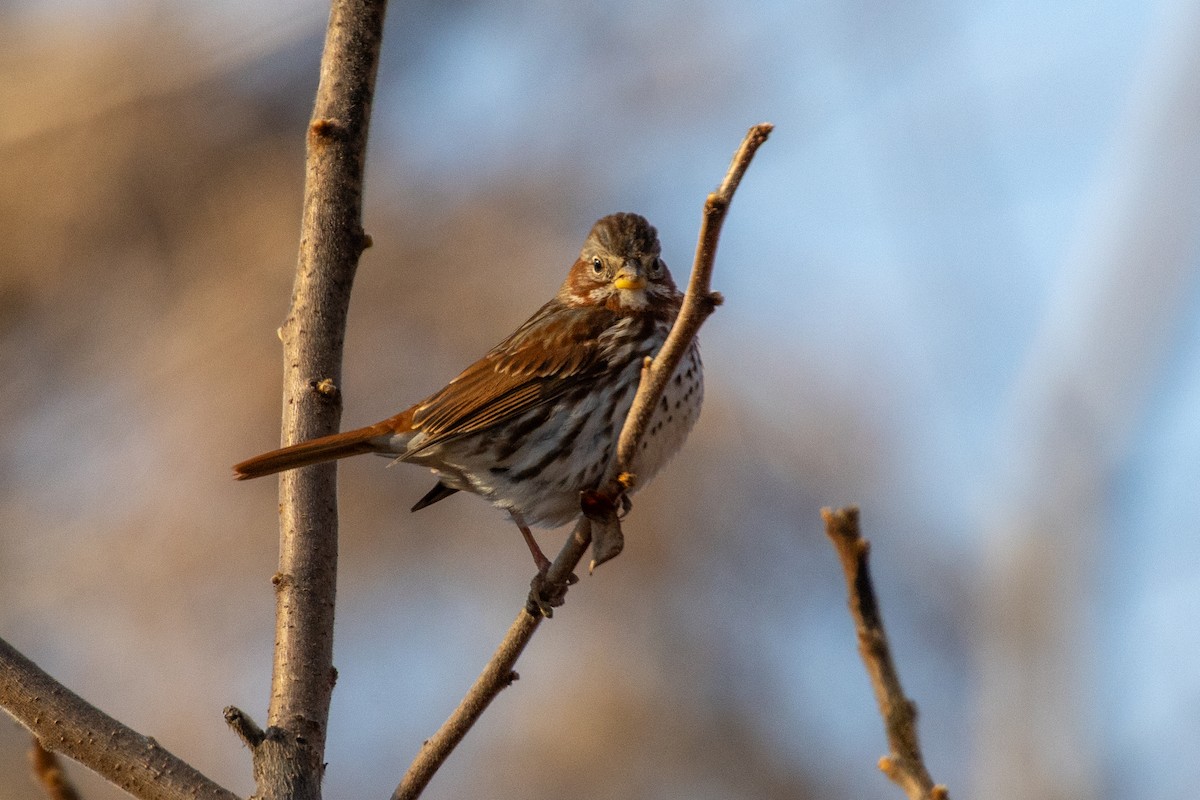 Fox Sparrow - ML647376031