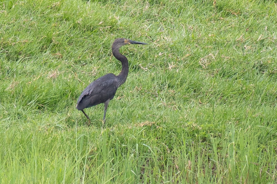 sotvingehegre - ML647376046