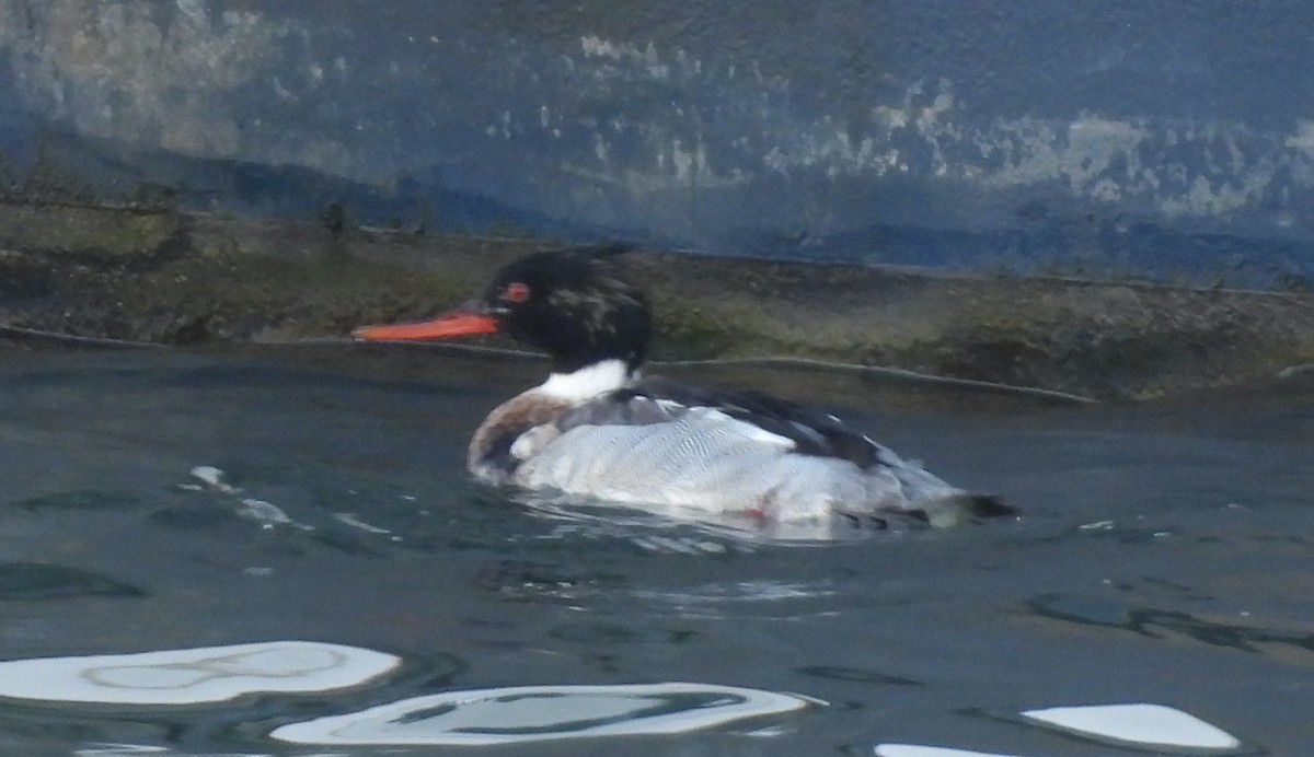 Serreta Mediana - ML647376047