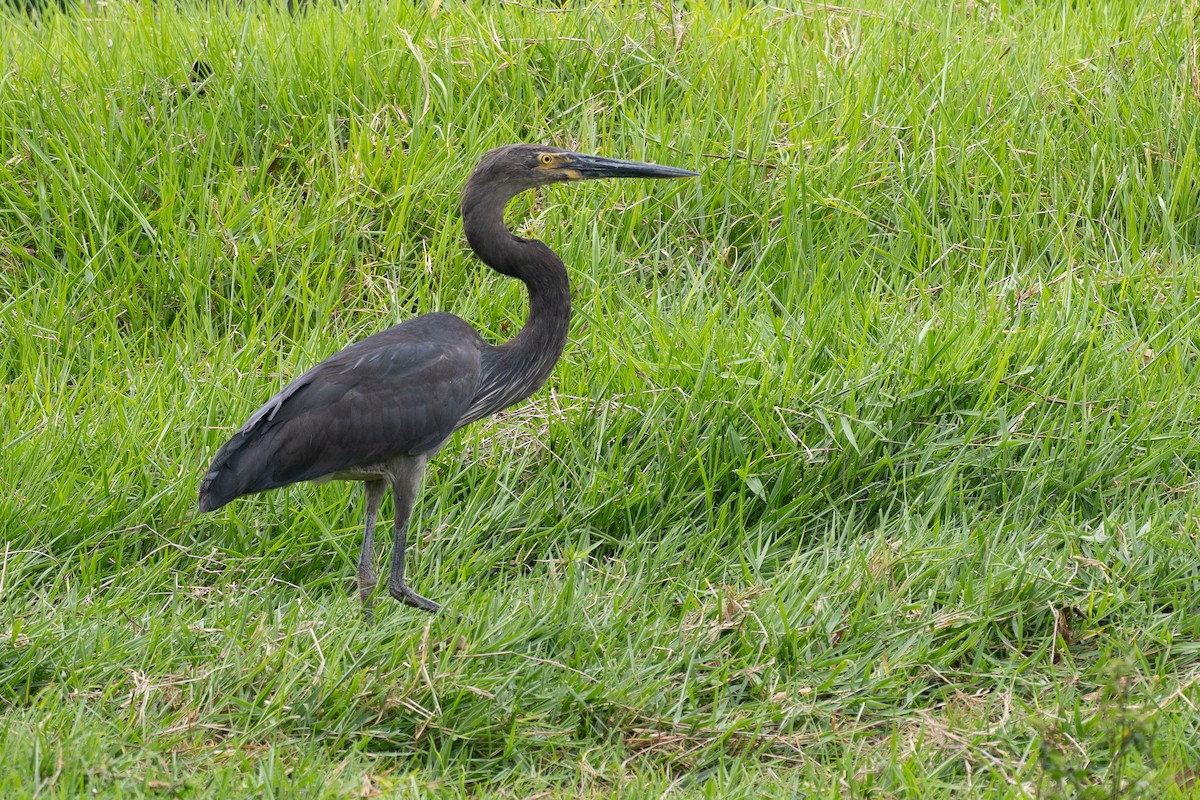 sotvingehegre - ML647376048