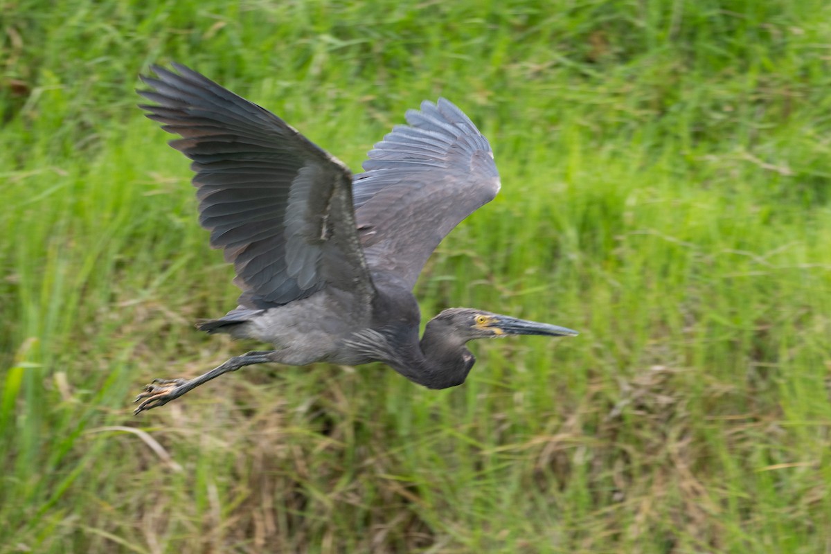 sotvingehegre - ML647376049