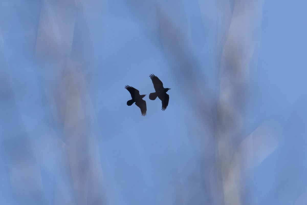 עורב שחור - ML647376051