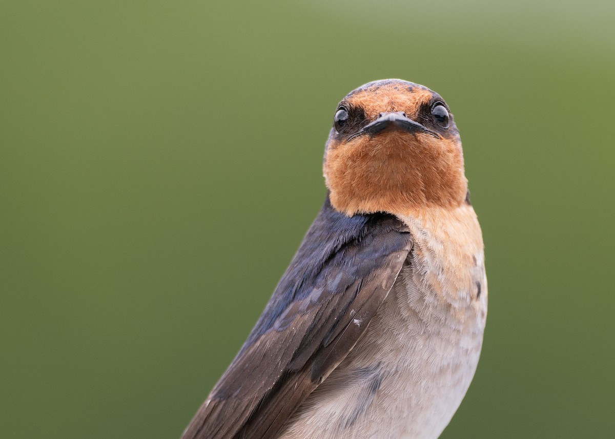 pionérsvale - ML647376065