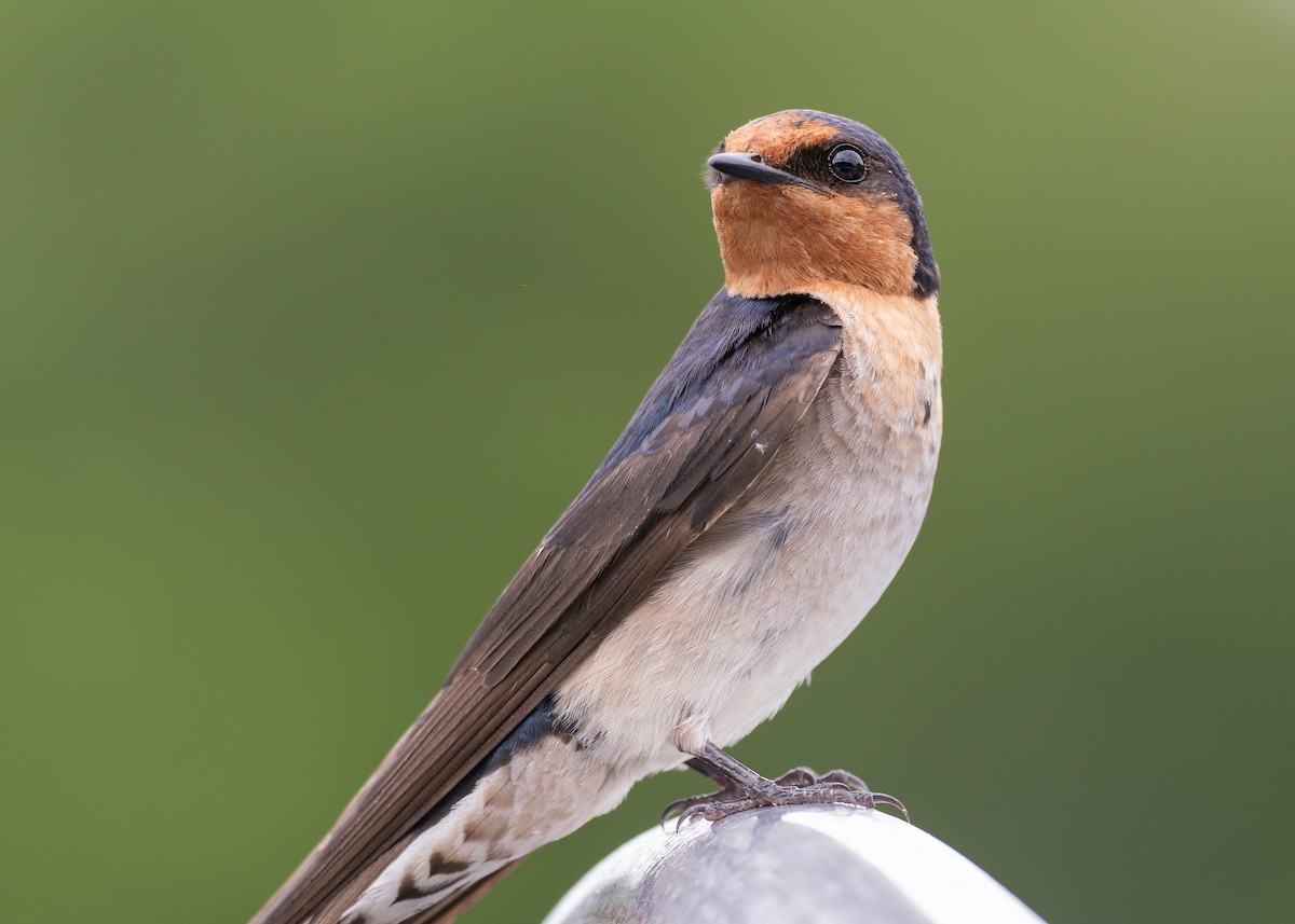 pionérsvale - ML647376066