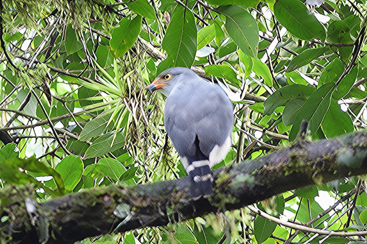 Semiplumbeous Hawk - ML647376070