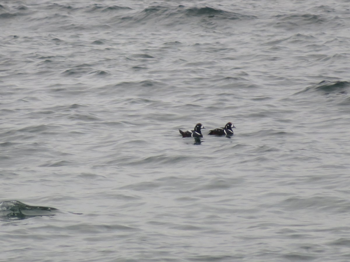 Каменушка - ML647376073