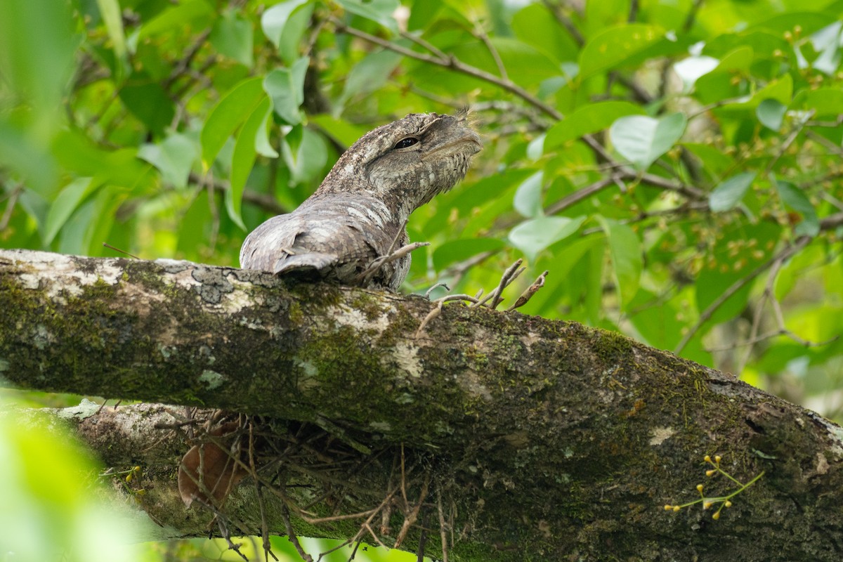 Papuan Frogmouth - ML647376077