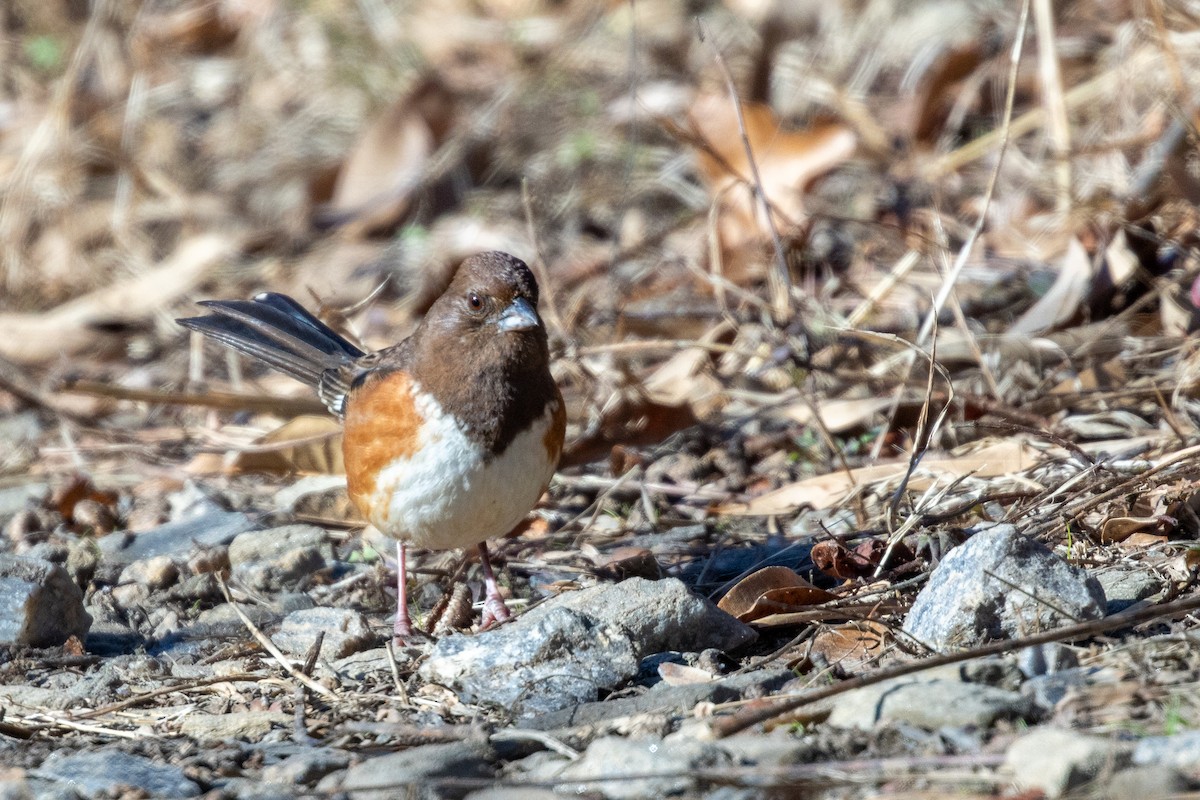 Eastern Towhee - ML647376085
