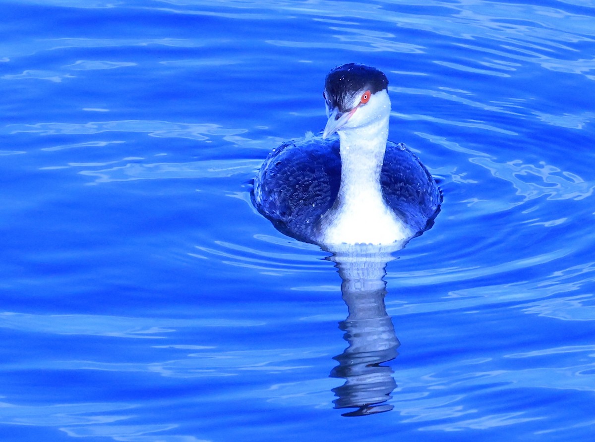 Txilinporta urrebelarria - ML647376088