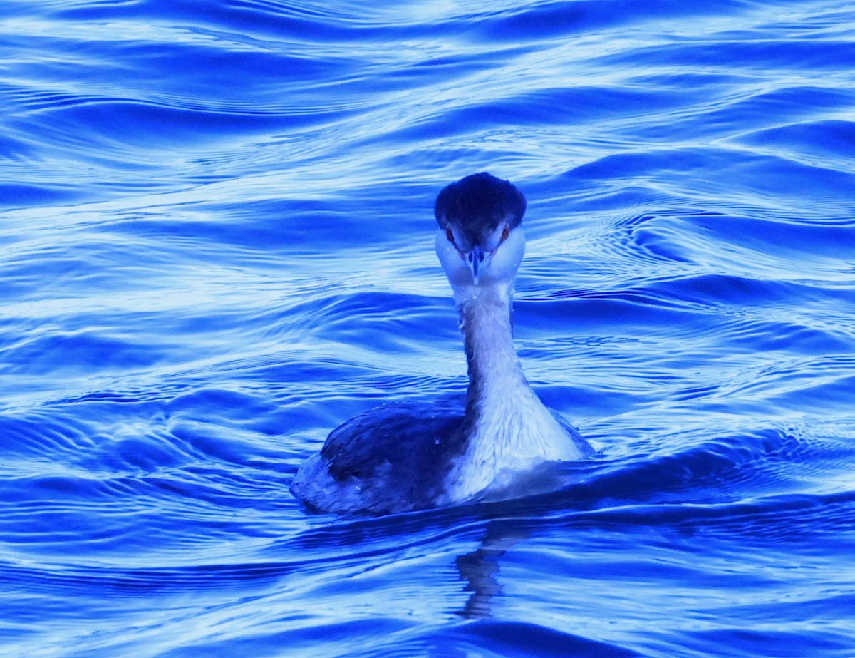 Txilinporta urrebelarria - ML647376090