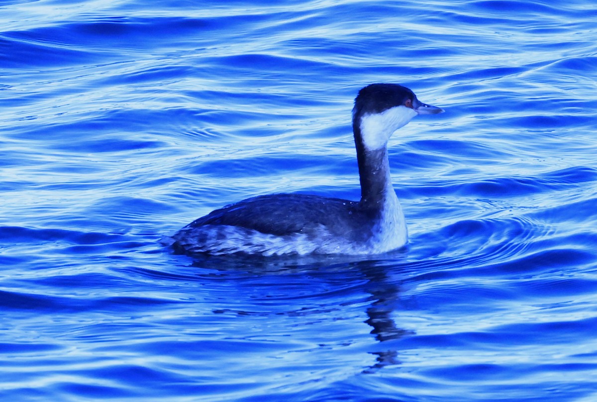 Txilinporta urrebelarria - ML647376091