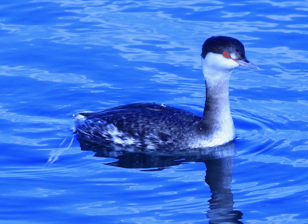 Txilinporta urrebelarria - ML647376092