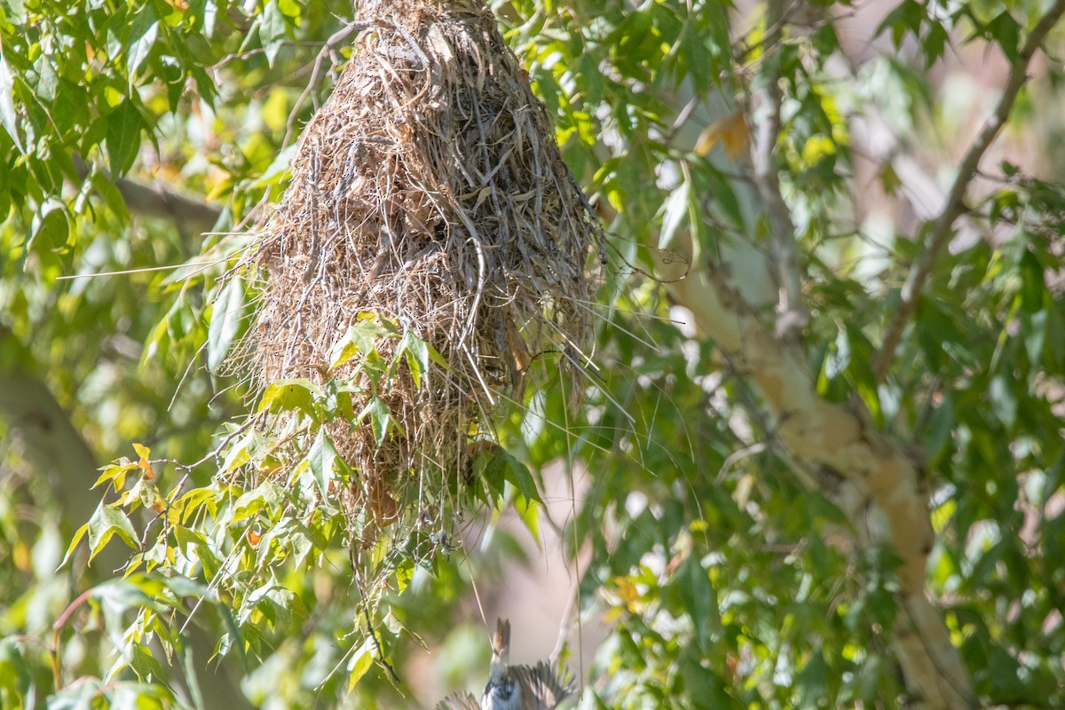 Anambé Degollado - ML647376093