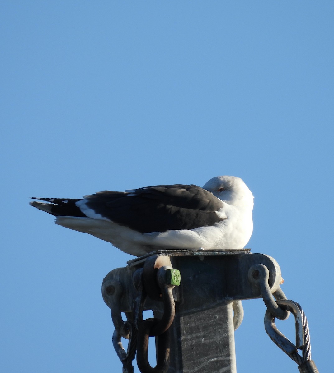 racek mořský - ML647376111