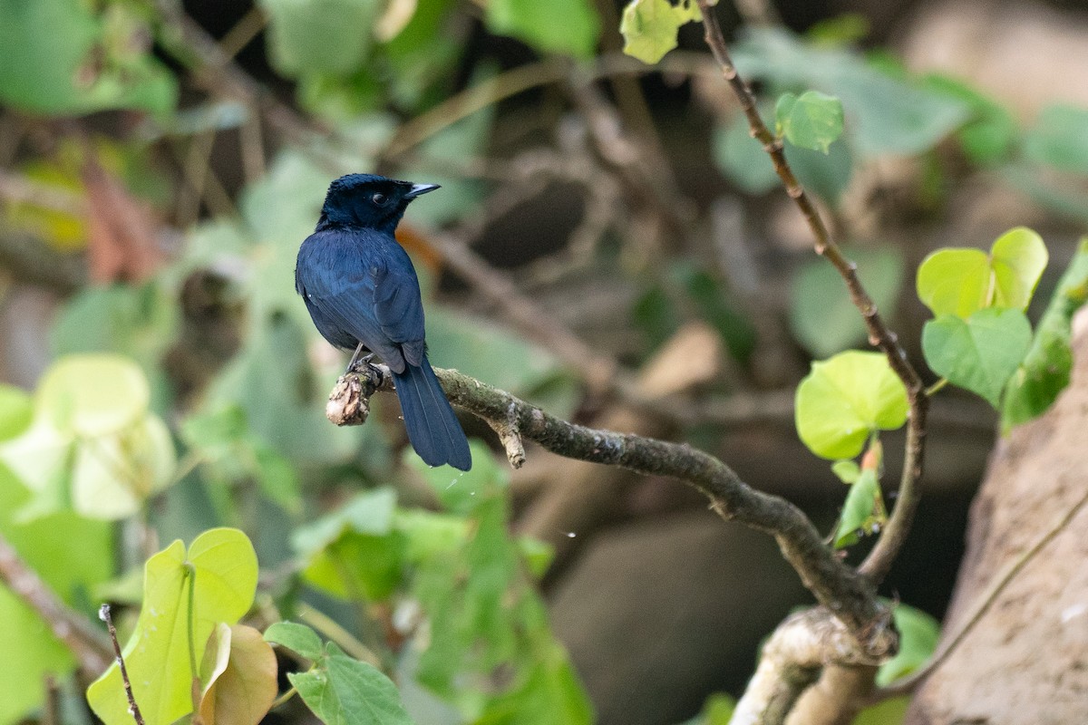 glansmonark - ML647376114