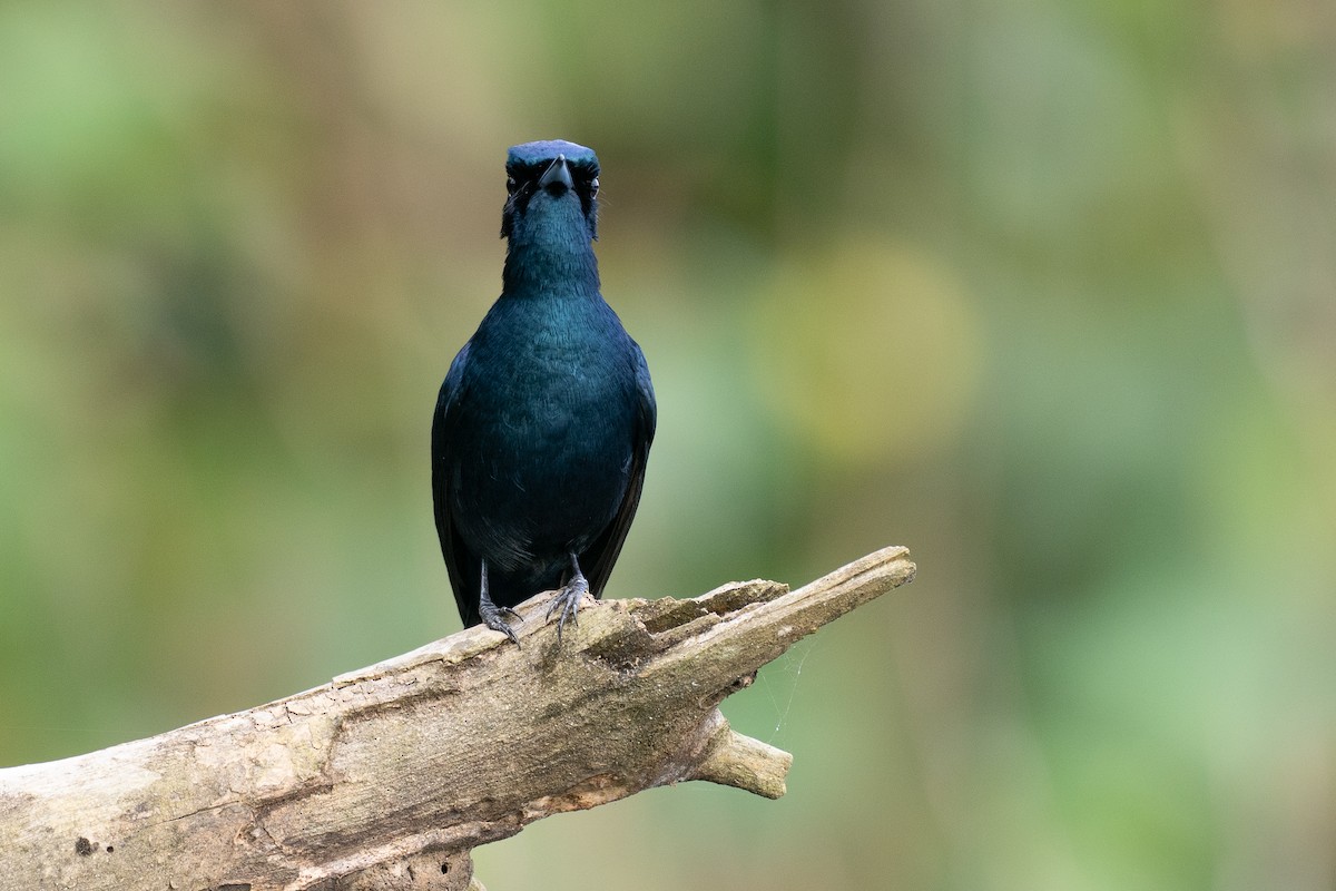 glansmonark - ML647376115