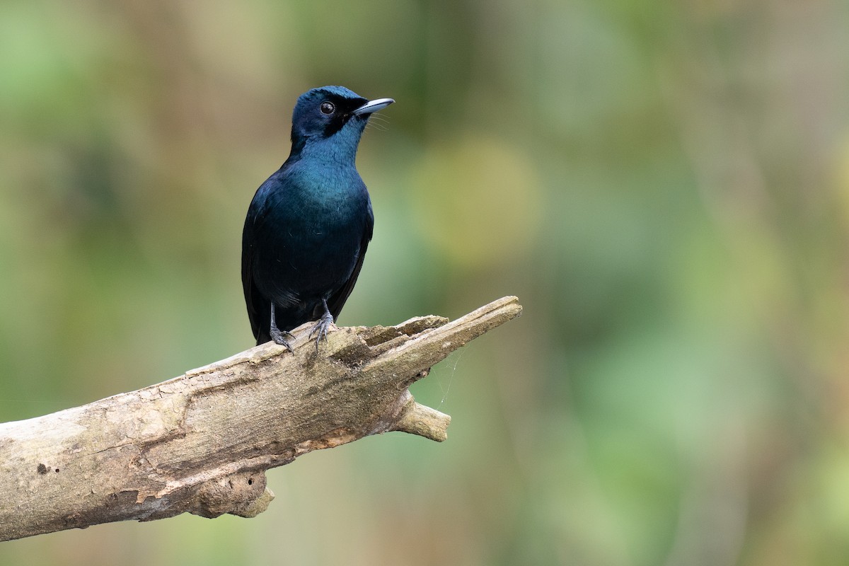 glansmonark - ML647376116