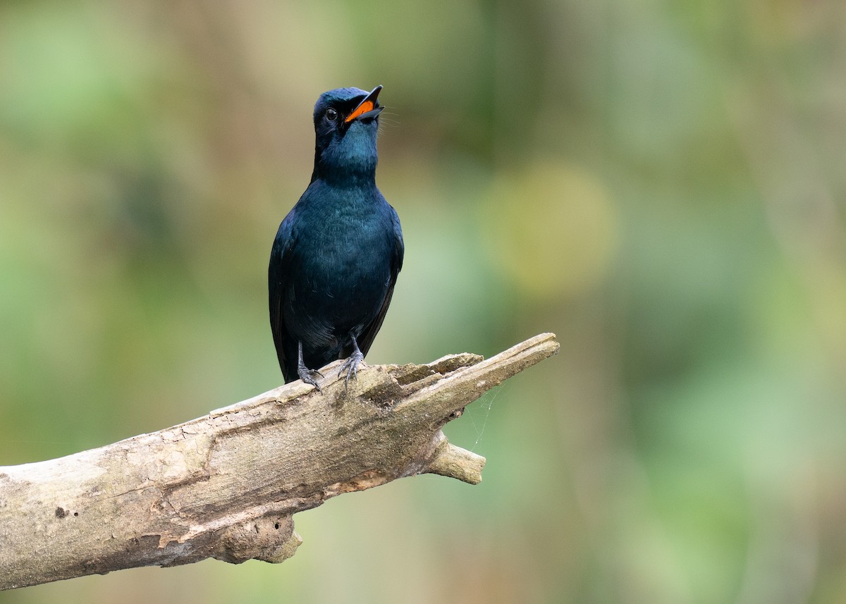 glansmonark - ML647376117