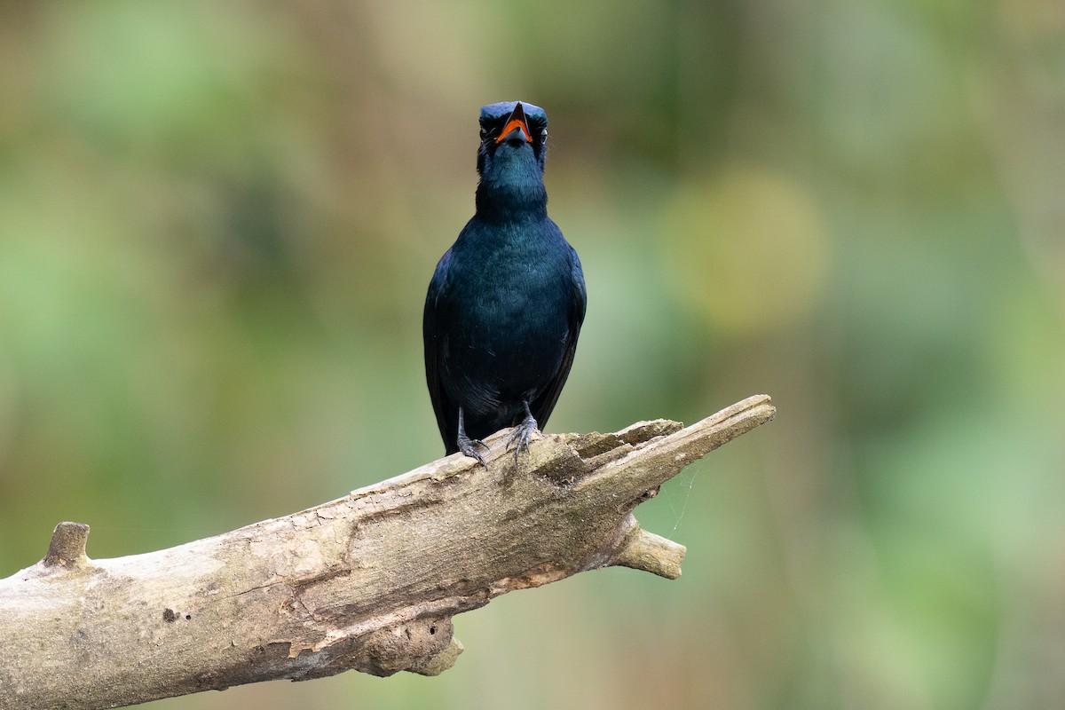 glansmonark - ML647376118