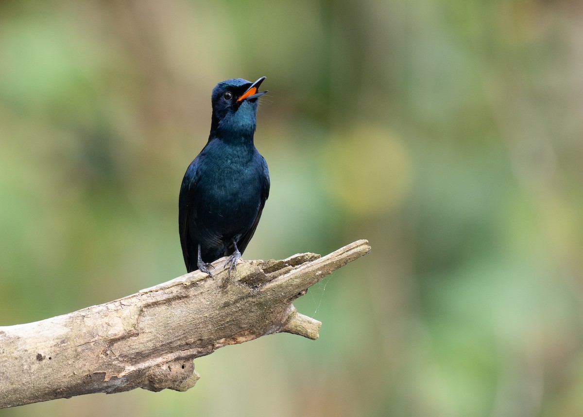 glansmonark - ML647376119