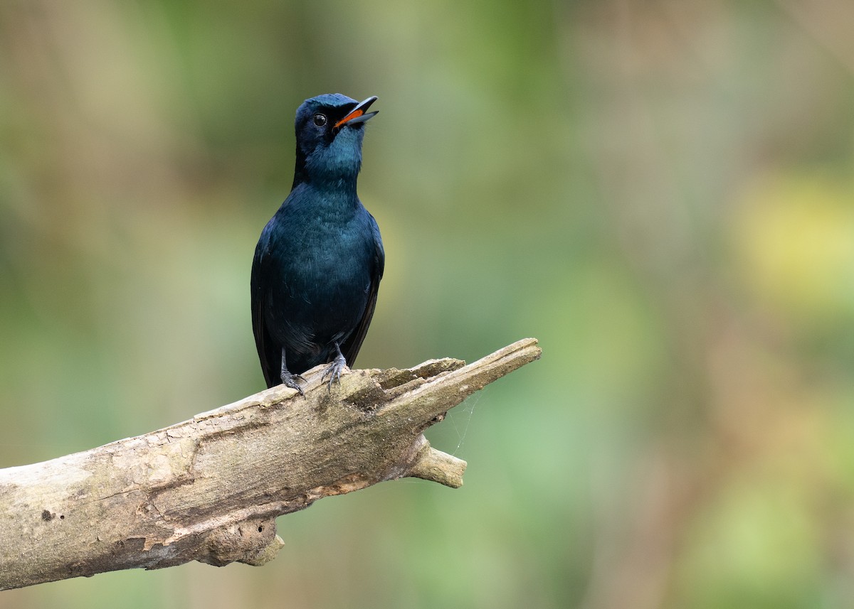 glansmonark - ML647376120