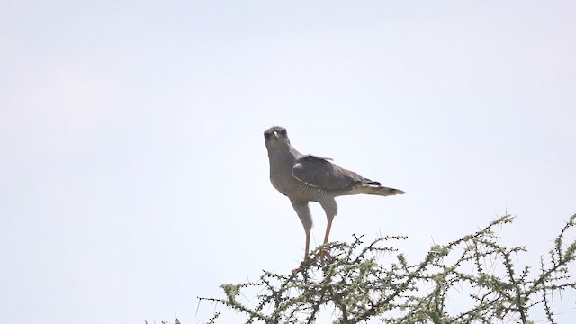Eastern Chanting-Goshawk - ML647376124