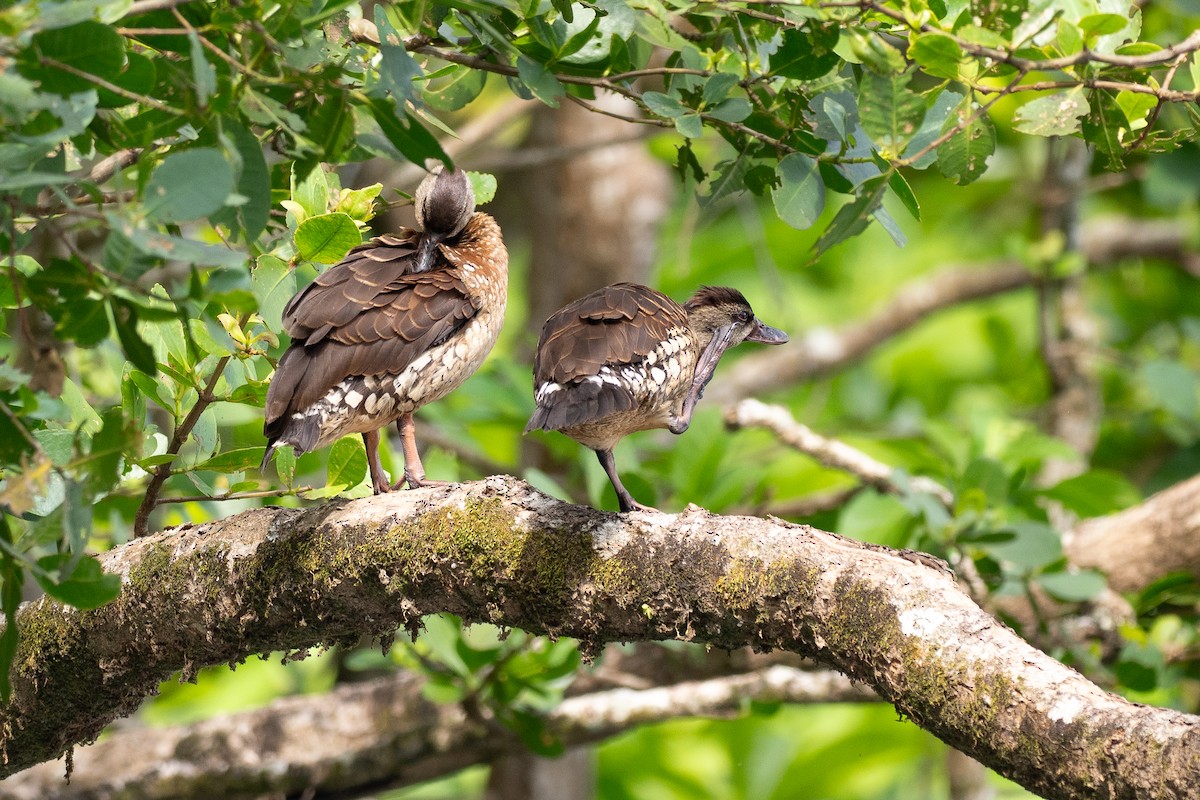 perleplystreand - ML647376126